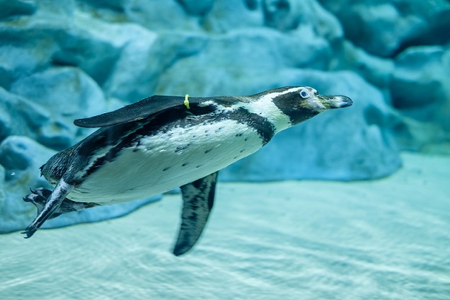 陸と水中を縦横無尽に動き回る姿は見ていて飽きません！