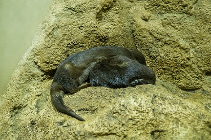 岩場ですやすや寝ている姿も愛くるしい！