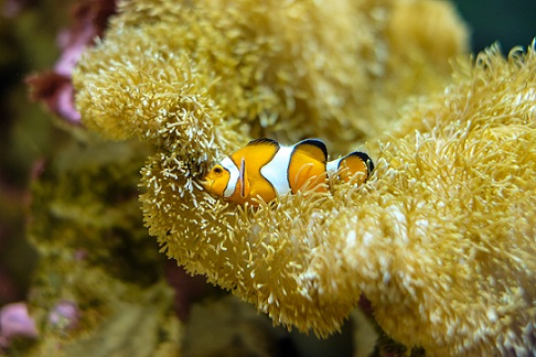 オレンジと白の模様が目を引くカクレクマノミ