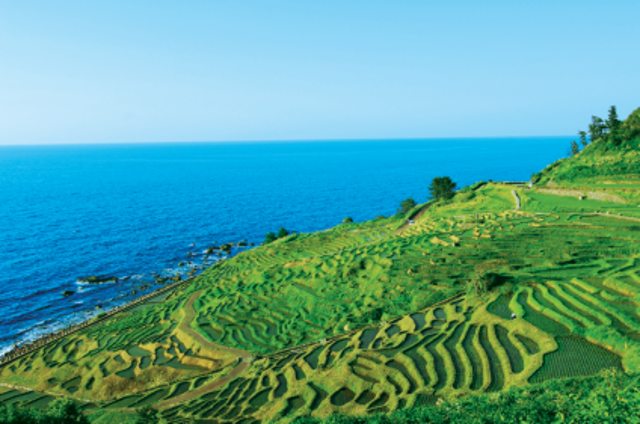 田んぼの緑と日本海の青のコントラストがキレイ！