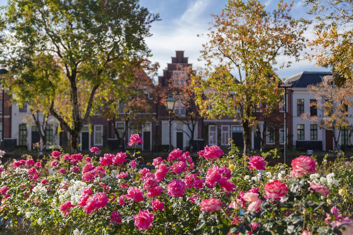 約1000品種の秋バラを観賞できるのは、アートガーデンとパレス ハウステンボス バラの庭園の2カ所