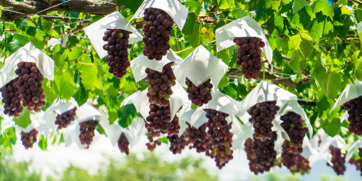 山形県でおすすめのぶどう狩り！2025年の時期や食べ放題、品種は？