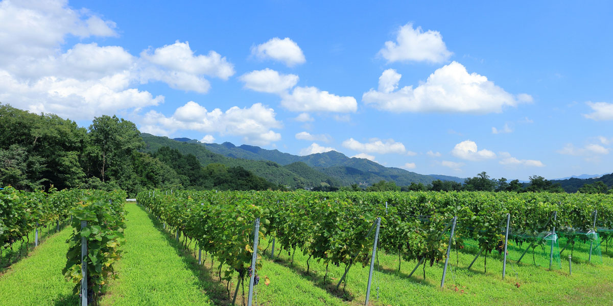 埼玉県でおすすめのぶどう狩り！ 2025年の時期や食べ放題、品種は？