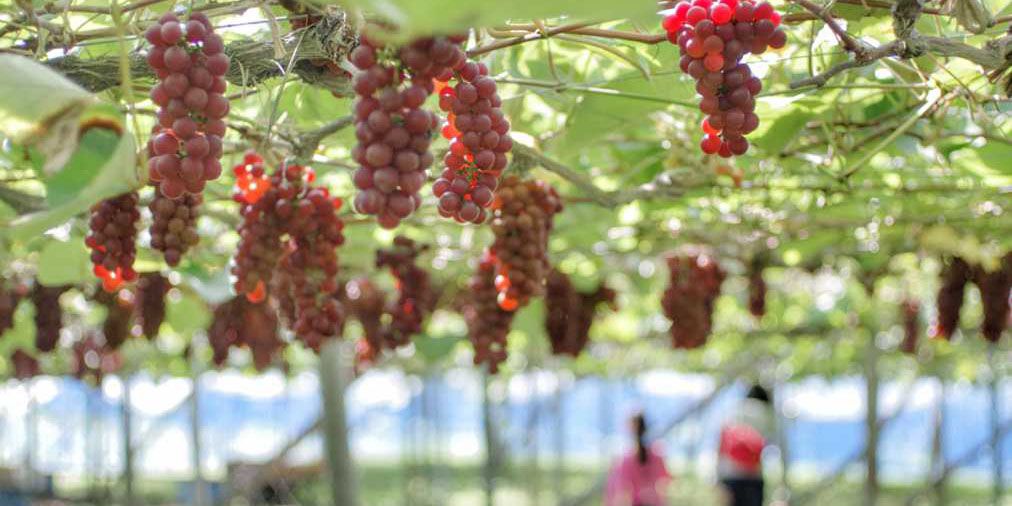 千葉県でおすすめのぶどう狩り！ 2025年の時期や食べ放題、品種は？