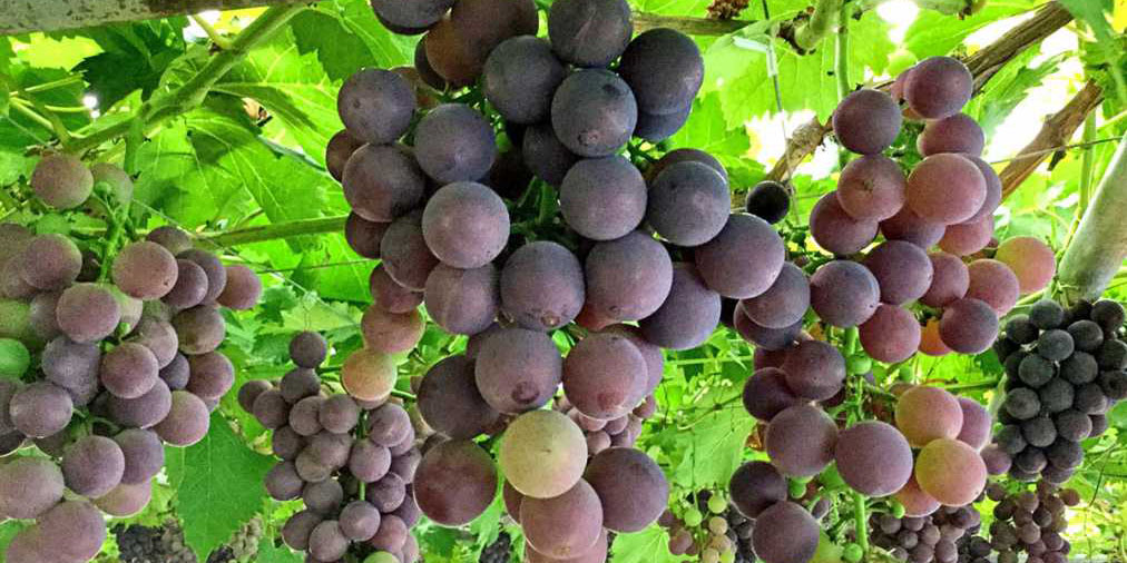 京都府でおすすめのぶどう狩り！ 2025年の時期や食べ放題、品種は？