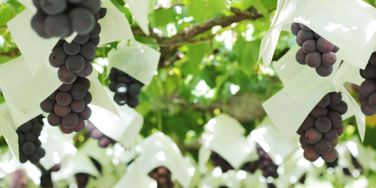 愛媛県でおすすめのぶどう狩り！ 2025年の時期や食べ放題、品種は？