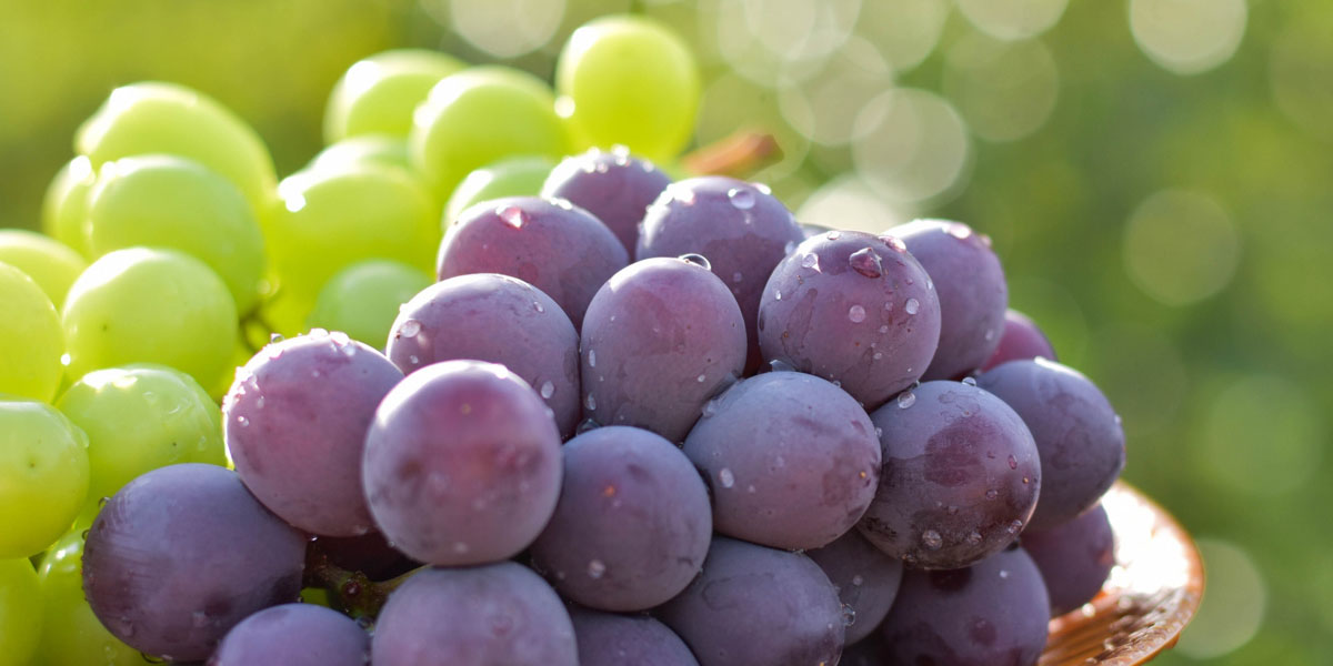 鹿児島県でおすすめのぶどう狩り！ 2025年の時期や食べ放題、品種は？