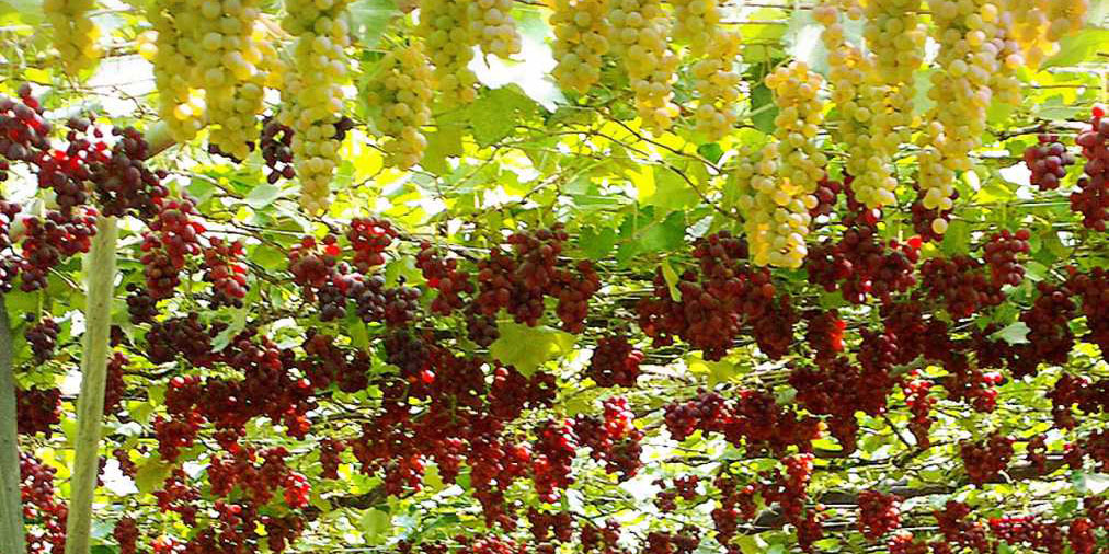 関東のぶどう狩り2025おすすめランキング！食べ放題や時期は？