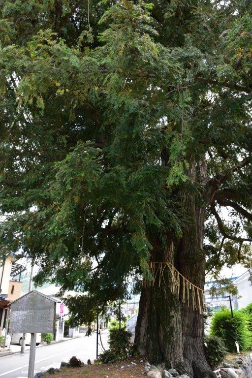 「百夜通い」伝説ゆかりのカヤは2ヵ所ある。この写真は小野葛籠尻(おのつづらじり)町のカヤ