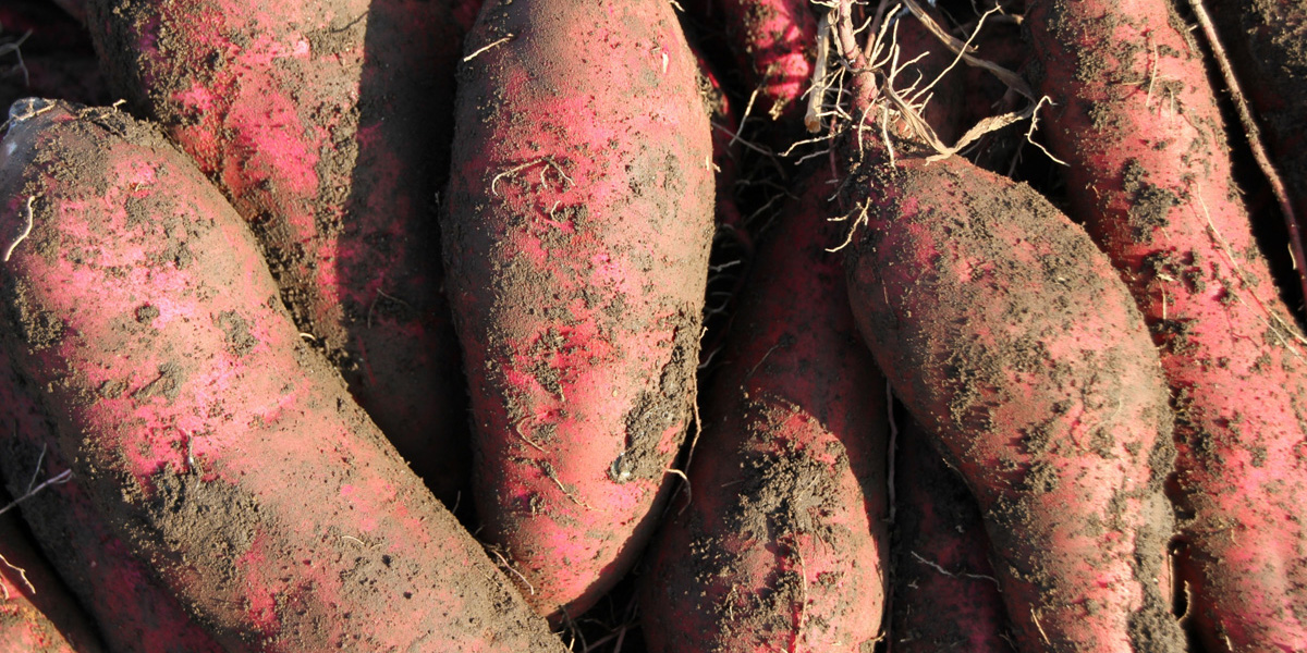 埼玉県でおすすめのさつまいも掘りスポット2025（時期：9月～11月）