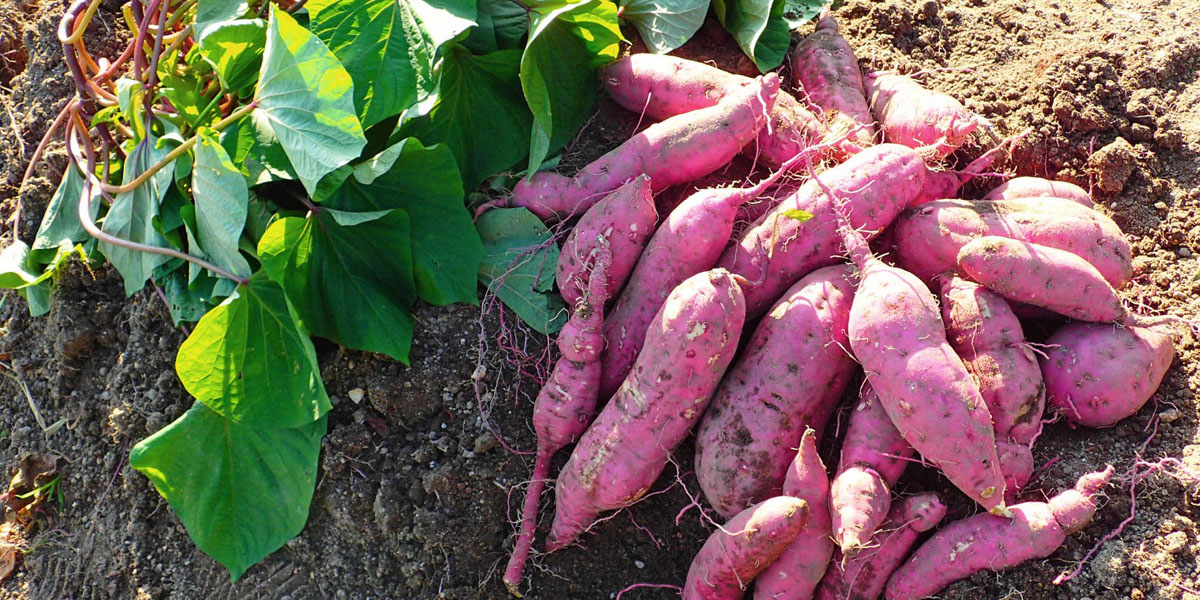 京都府でおすすめのさつまいも掘りスポット2025（時期：9月～10月）