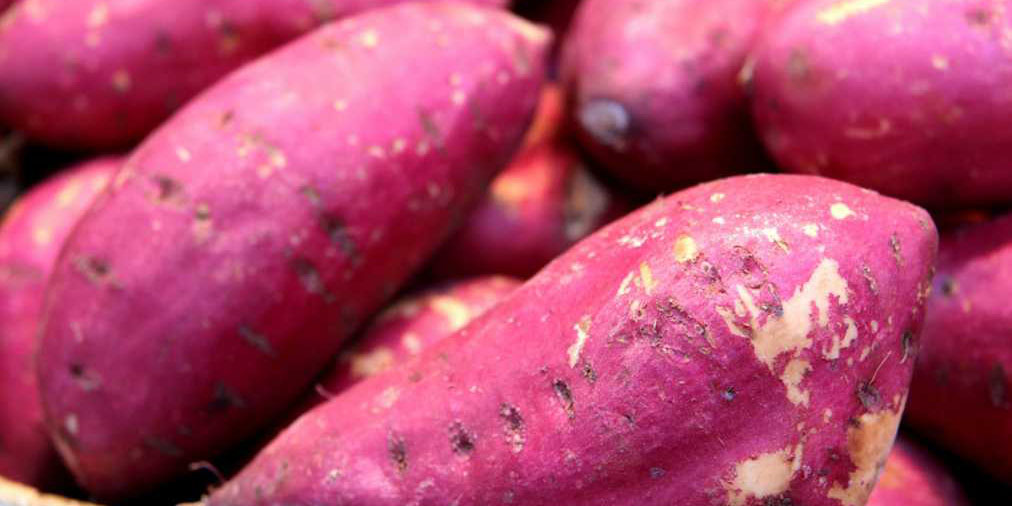 大阪府でおすすめのさつまいも掘りスポット2025（時期：9月～12月）