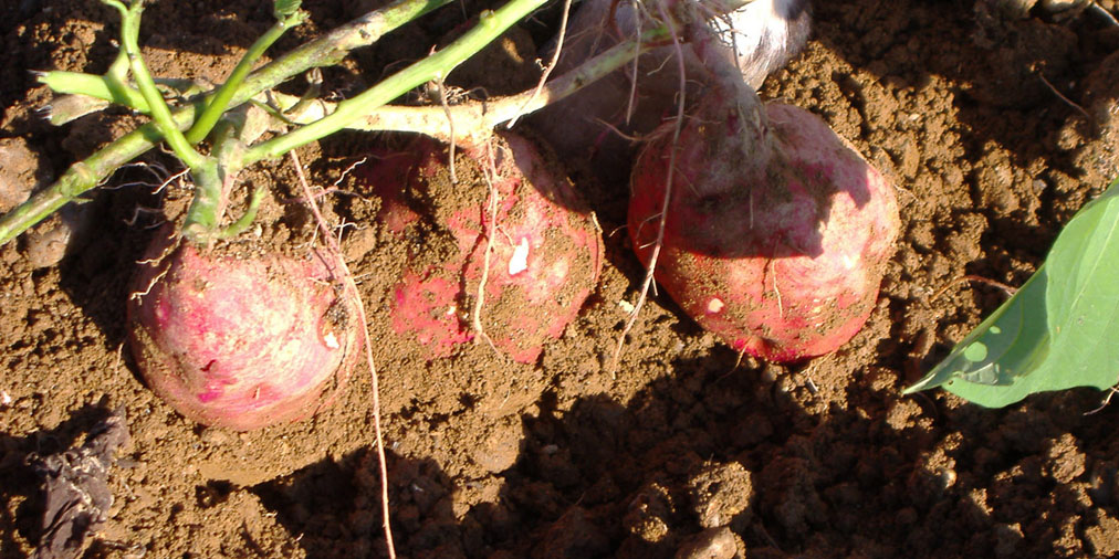 兵庫県でおすすめのさつまいも掘りスポット2025（時期：9月～11月）