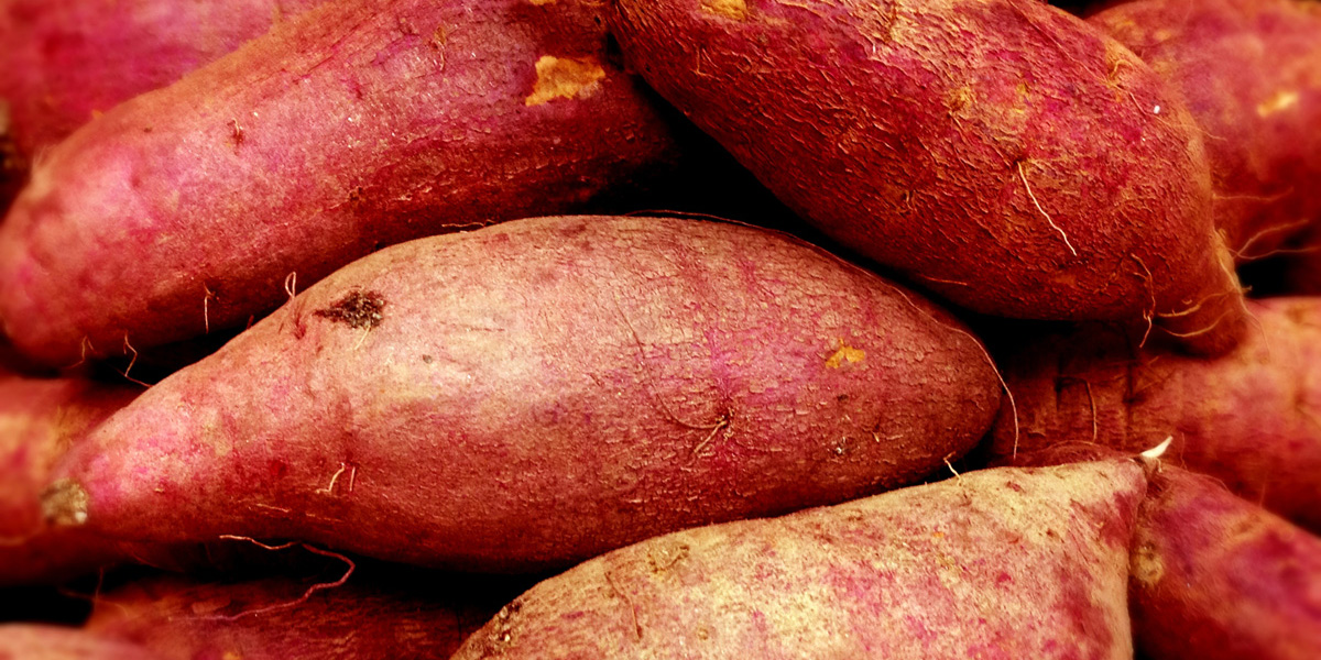 岡山県でおすすめのさつまいも掘りスポット2025（時期：9月～11月）