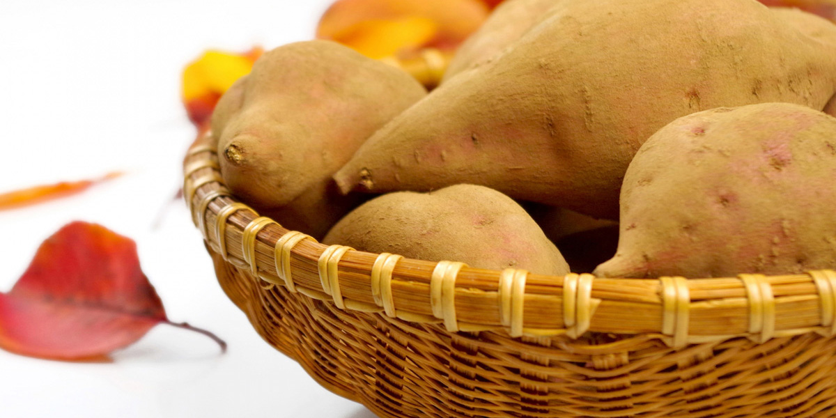 愛媛県でおすすめのさつまいも掘りスポット2025（時期：9月～11月）