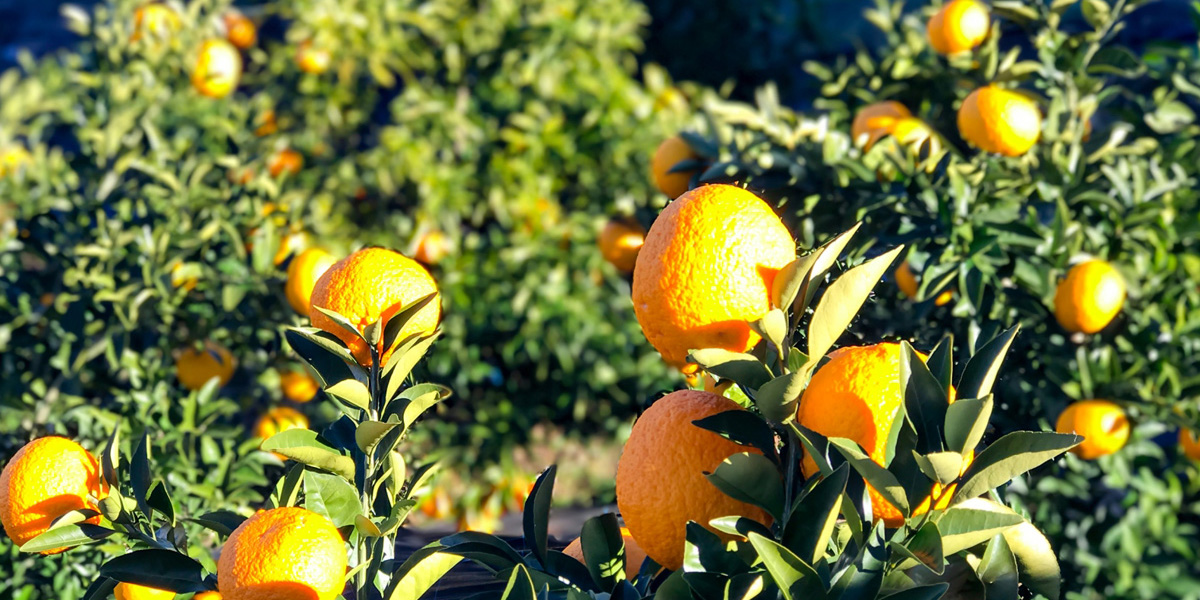 【2022】関東近郊のみかん狩りスポット14選｜収穫時期や品種の情報が満載！食べ放題あり、みかん狩りと一緒に楽しめる秋の味覚狩り情報も。