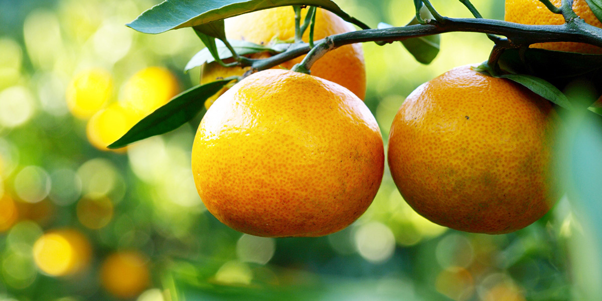 和歌山県でおすすめのみかん狩り（2025）時期や食べ放題、品種は？