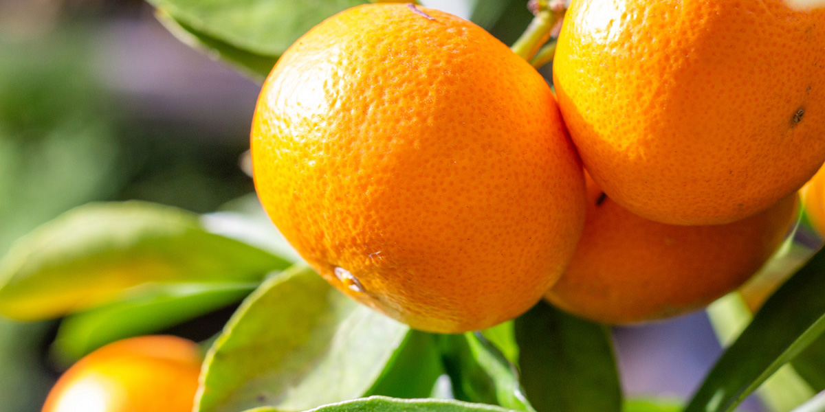 福岡県でおすすめのみかん狩り（2025）時期や品種は？