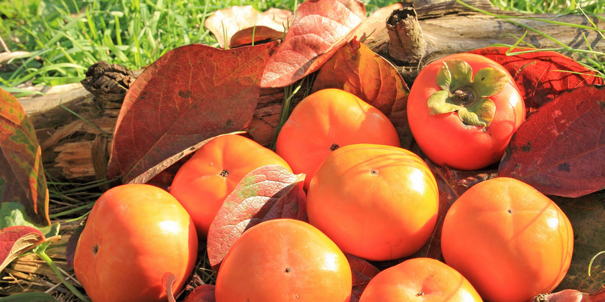 甘柿の食べ放題も!全国のおすすめ柿狩りスポット2024