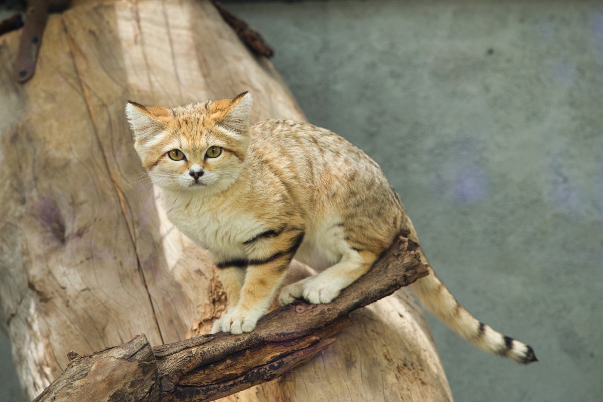 スナネコ ※鑑賞はガラスパネル越し