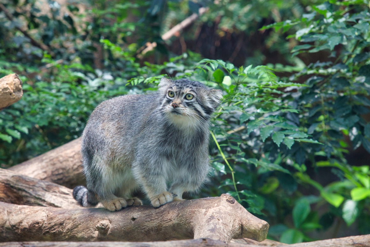 マヌルネコ ※鑑賞はガラスパネル越し
