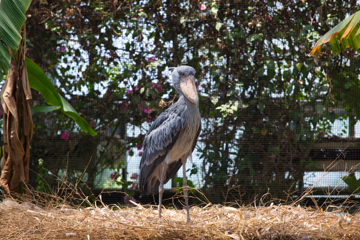 ハシビロコウ ※鑑賞は遠目から