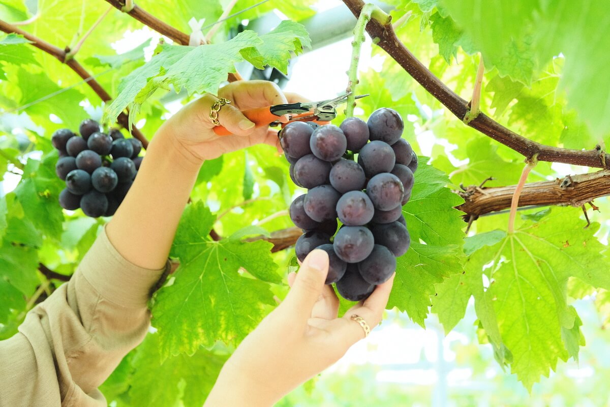 JRフルーツパーク仙台あらはまのブドウ