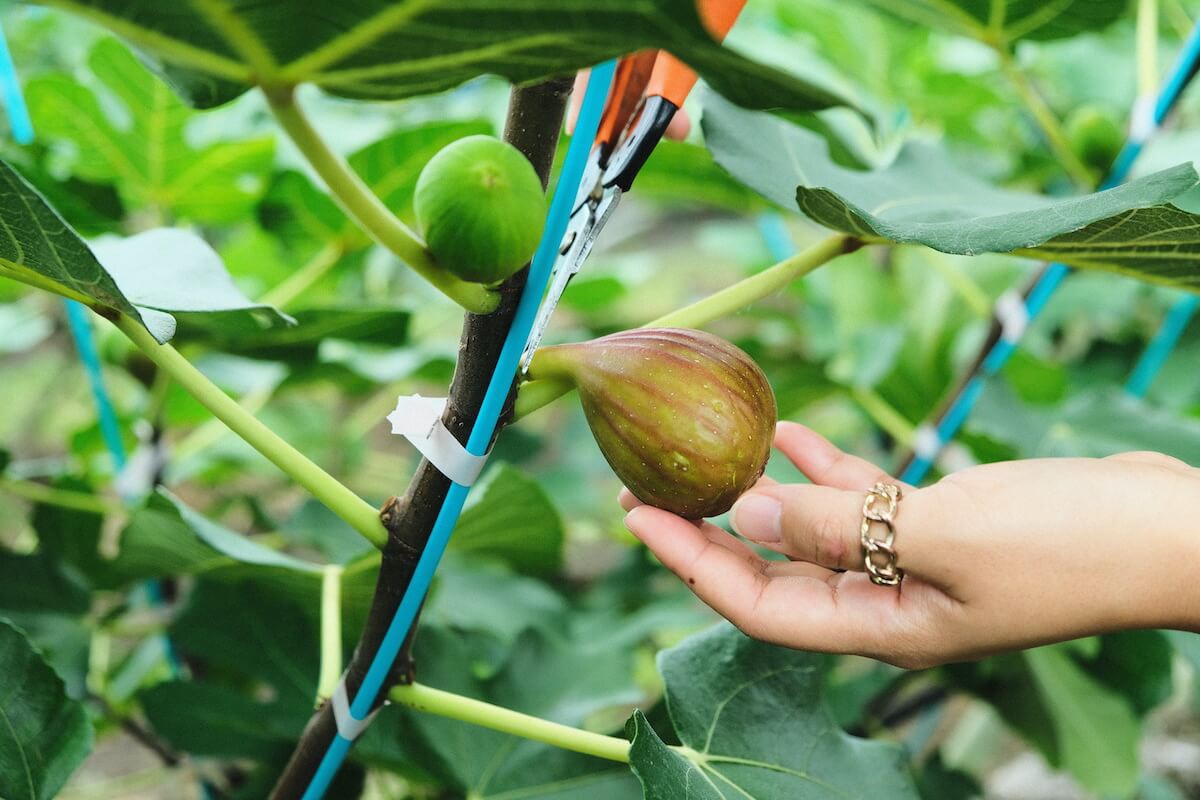 JRフルーツパーク仙台あらはまのイチジク