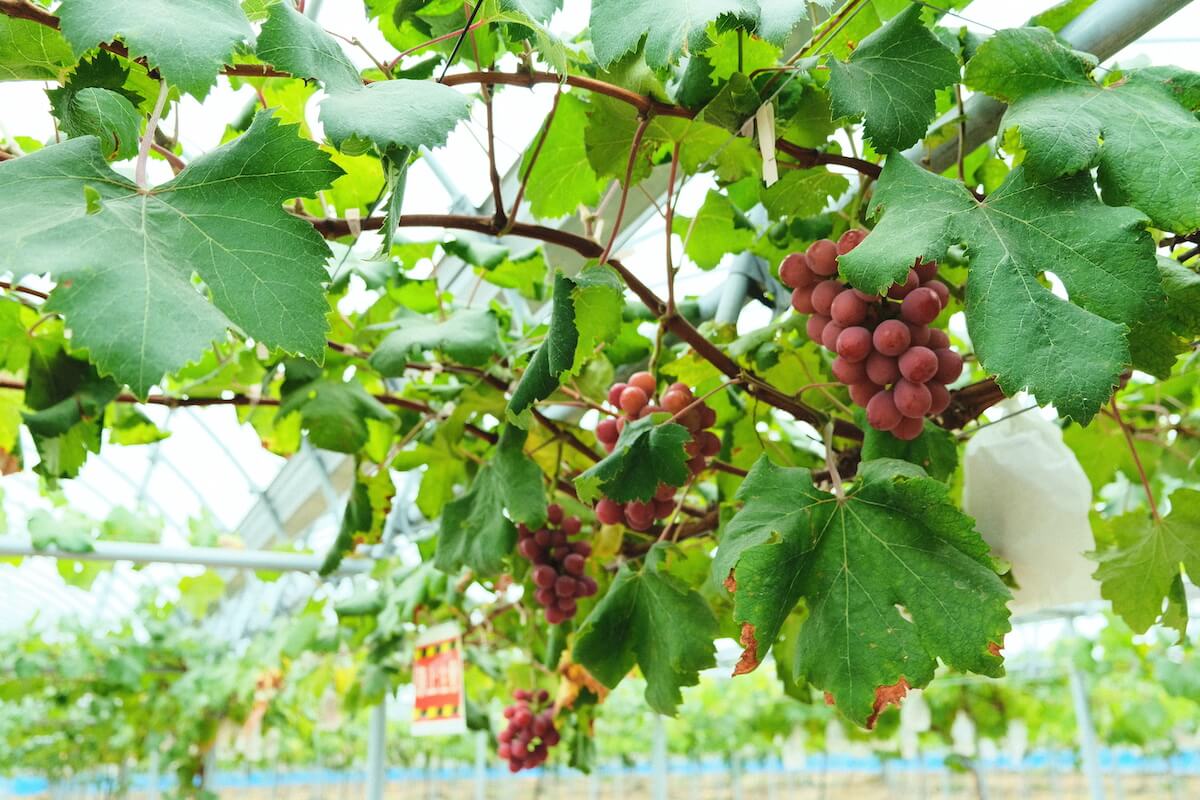 JRフルーツパーク仙台あらはまの甘いブドウ