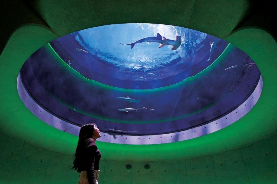 アカシュモクザメを舌から見上げる「神無月の景」