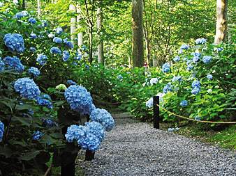 ヤマアジサイなども咲く境内奥のアジサイ苑