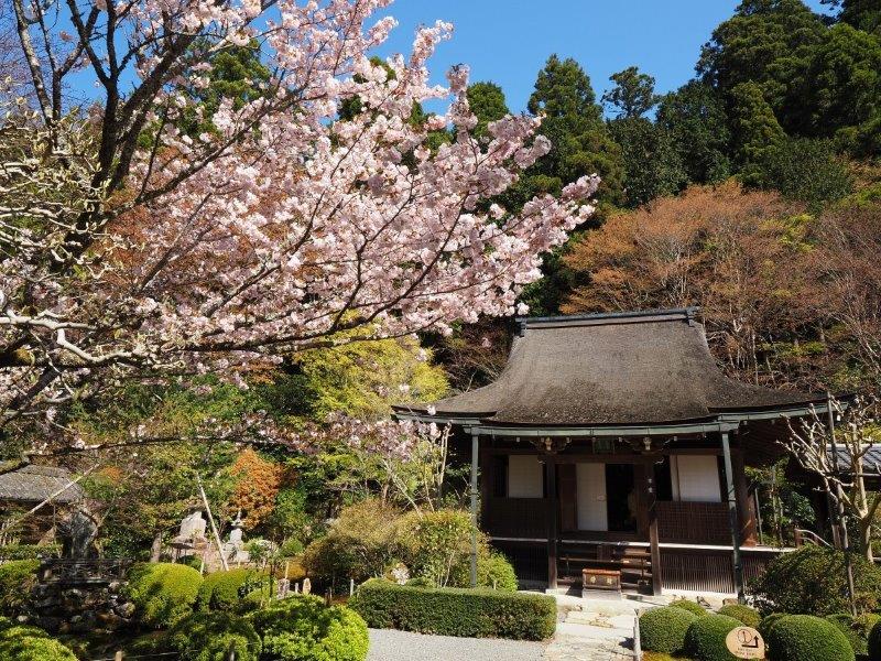 汀の桜。法皇御幸の際には花びらが池に散っていた