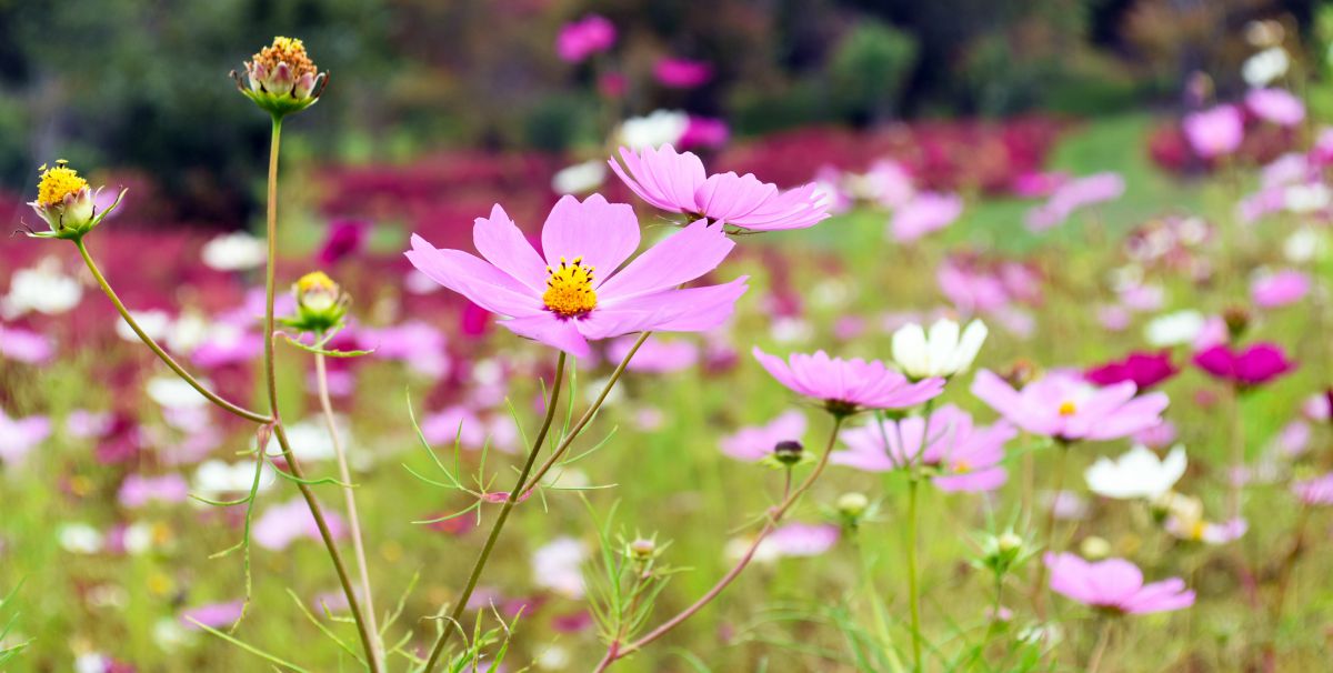 可憐なコスモスと情熱色のコキアが競う。秋色に染まる【ゆにガーデン】