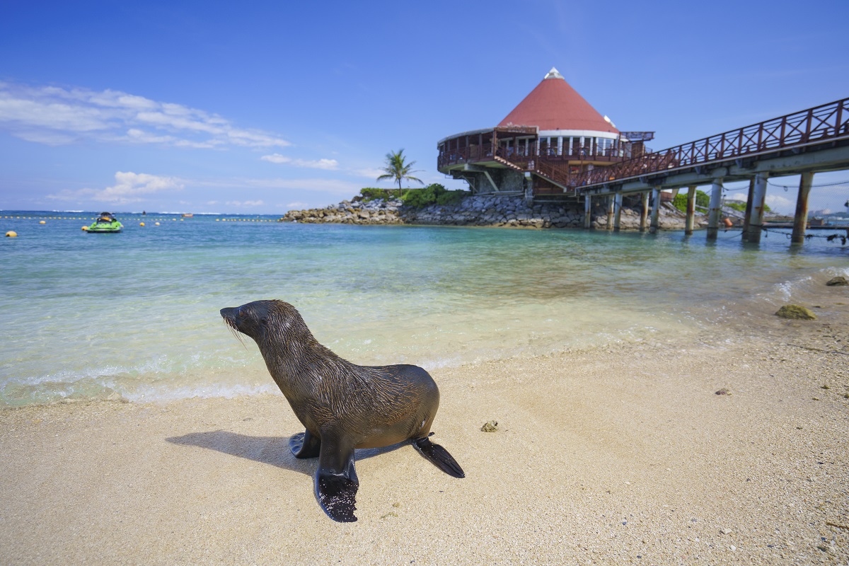 ミナミアメリカオットセイの散歩シーンに遭遇しました（いつも見られるとは限りません）