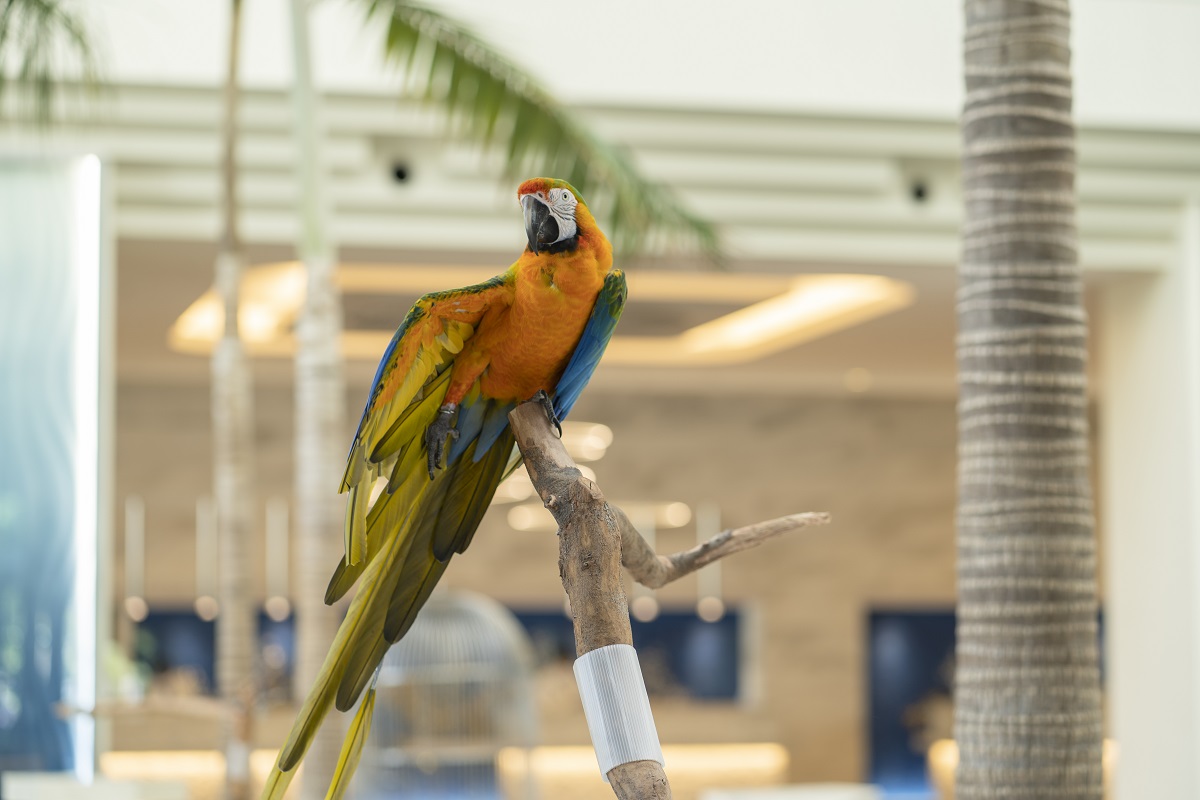 ロビーではインコが放し飼い。おしゃべりも上手です