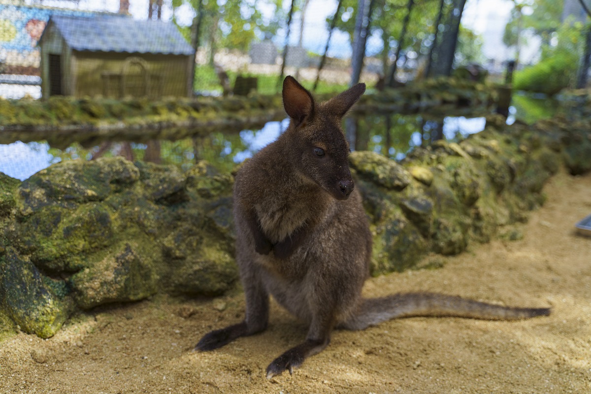 小型のカンガルー、ワラビー。アニマルフィーディング1,500円などでふれあえます