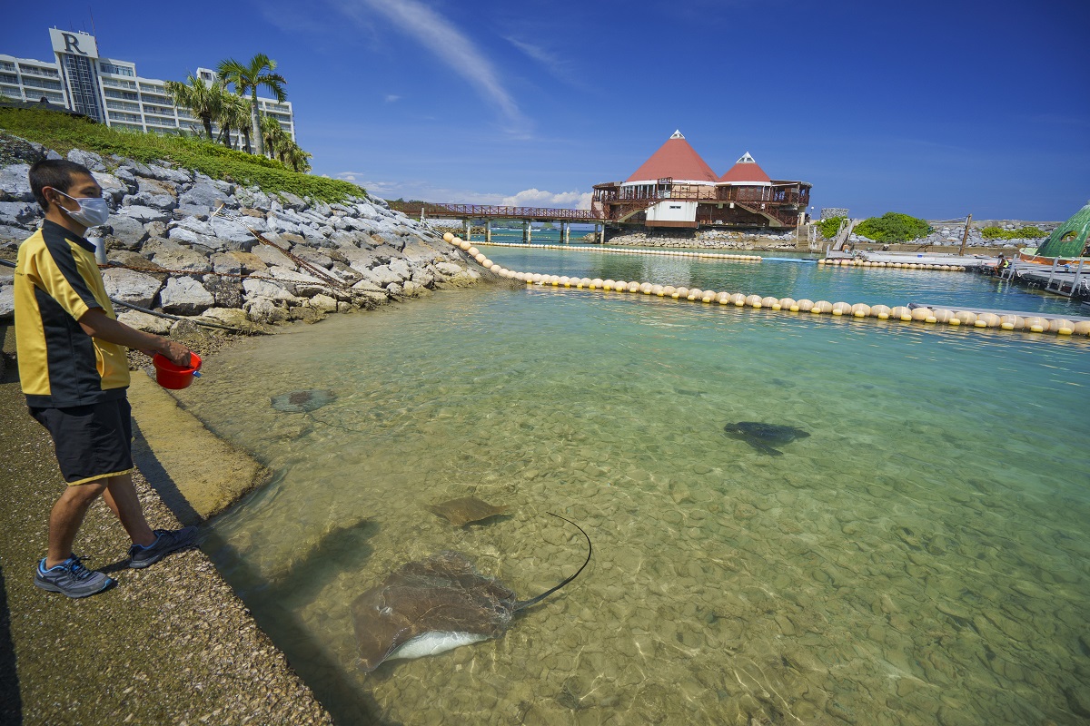 エイやウミガメにエサをあげることができるフィッシュフィーディング1人1,500円