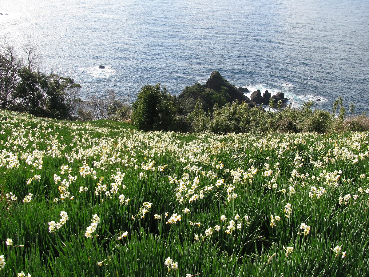 「越前海岸の水仙田」は国の重要文化的景観にも選ばれてます。きれい！