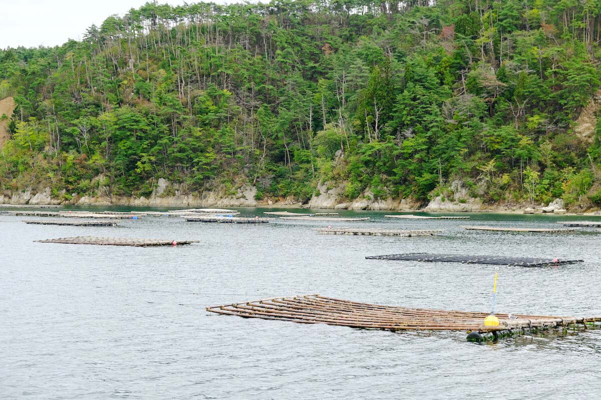 大島の牡蠣棚の様子