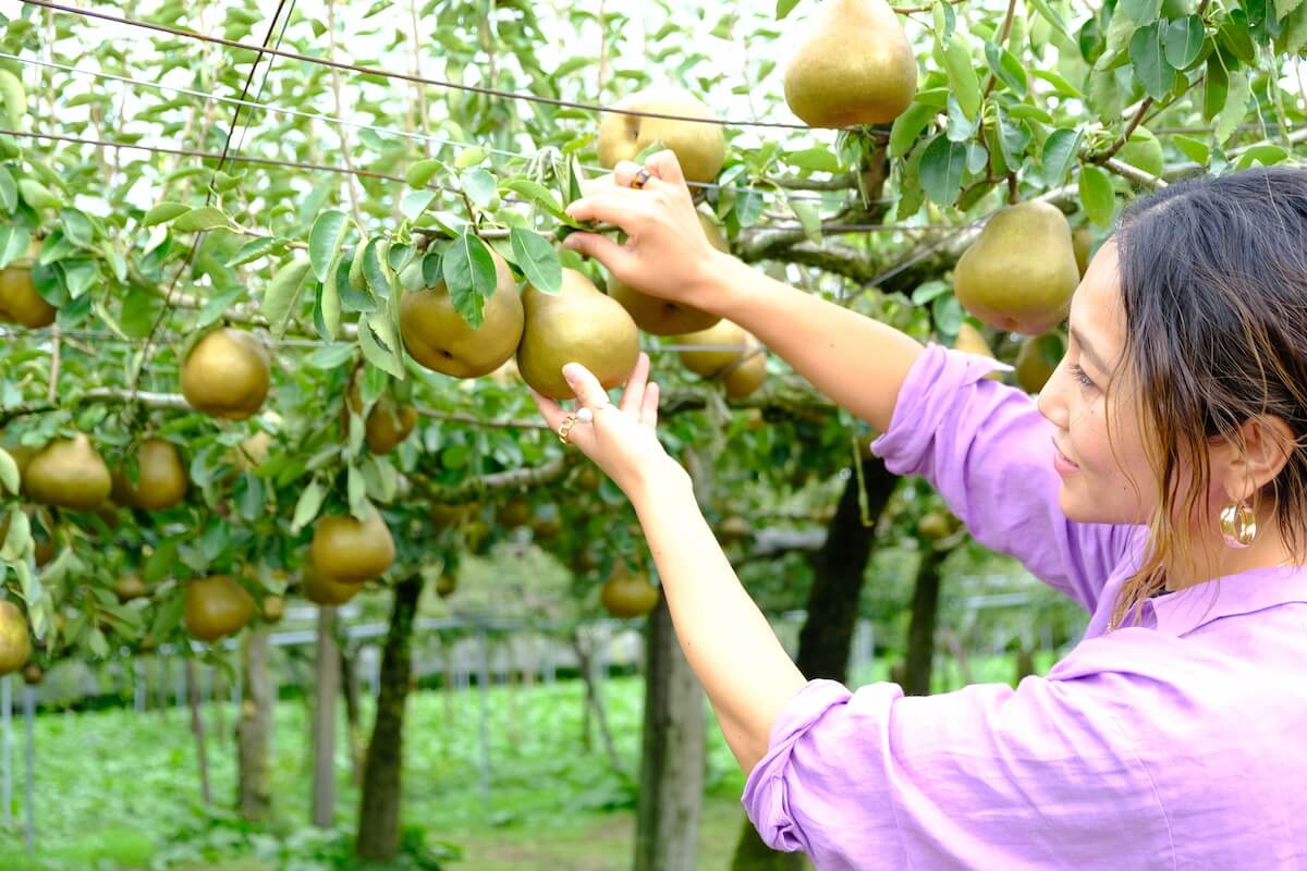 ラ・フランス狩りは3個もぎ取りで770円（10月上〜下旬）