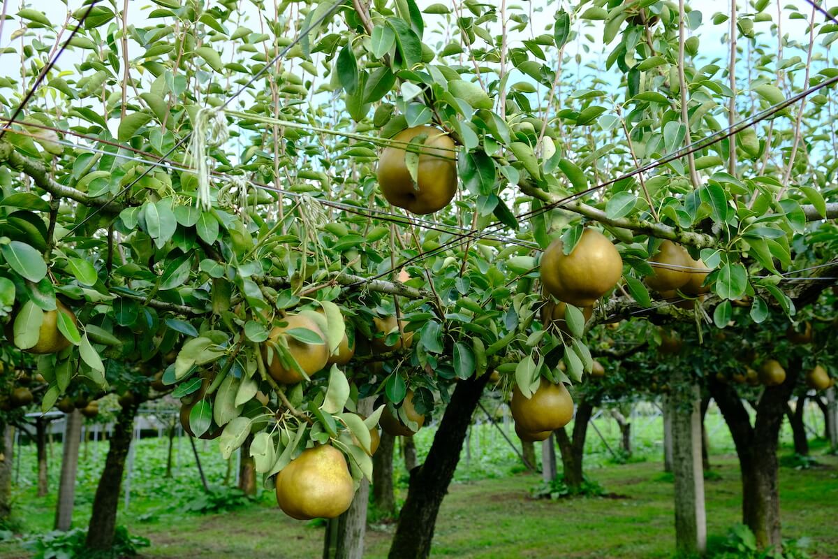 棚仕立て栽培で作られるラフランス