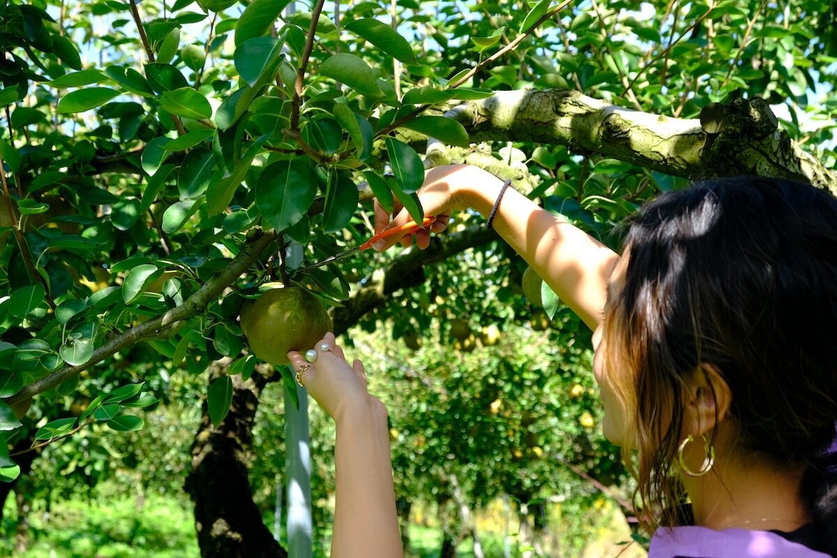 ラフランスを収穫!