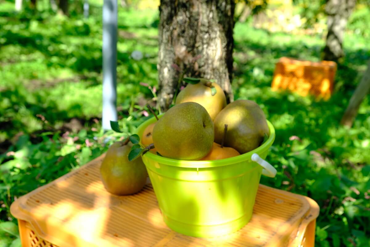 バケツいっぱいのラフランス