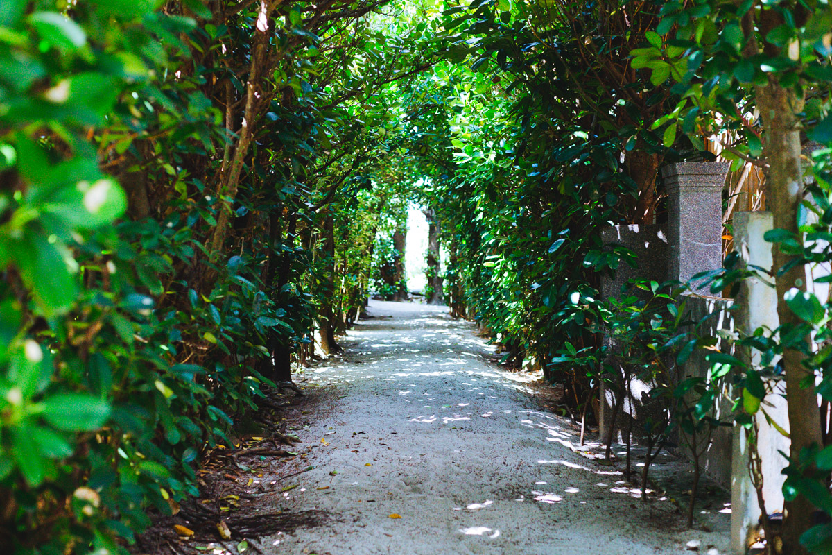 国直集落のフクギ並木