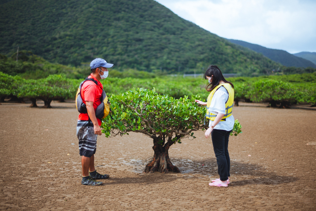 干潮時のマングローブ