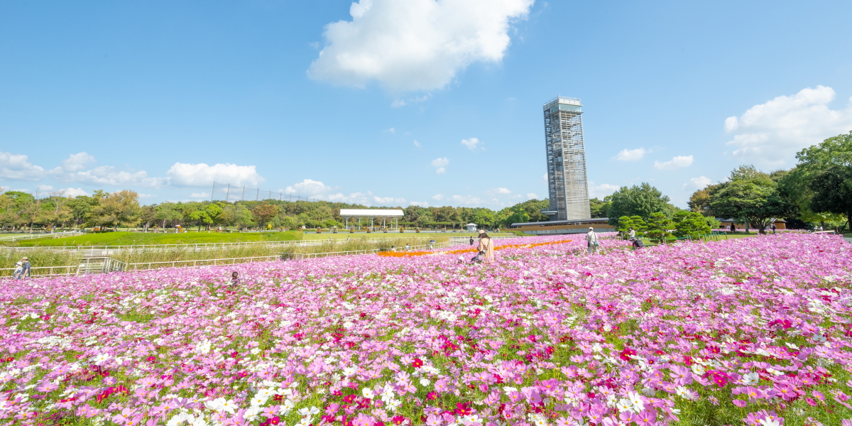 【静岡】秋風に揺れる可憐なコスモスにうっとり「浜名湖ガーデンパーク」