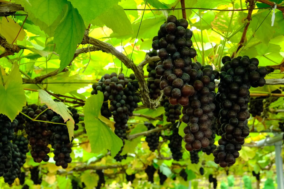 写真のスチューベンなどが実るブドウ畑