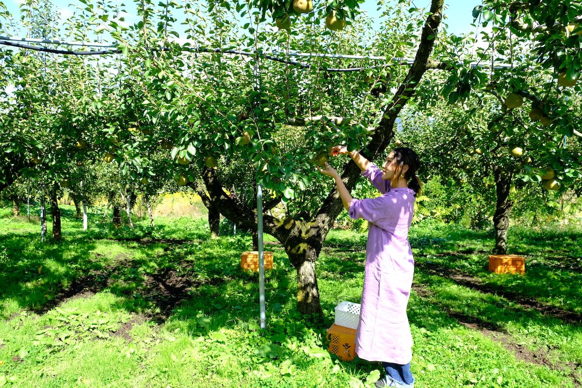 空に向かって伸びるラ・フランスの木