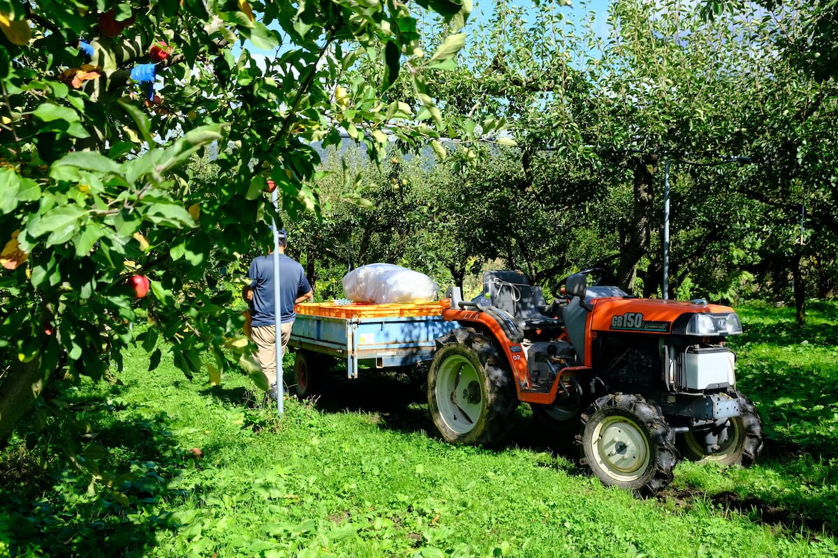 収穫作業をする農園のスタッフ