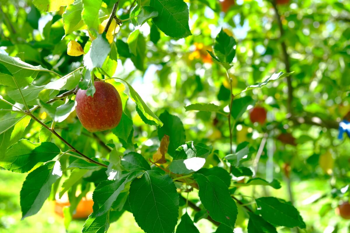 リンゴ狩りは9月上旬〜11月下旬